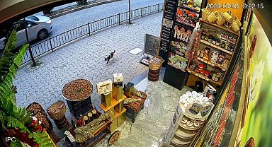 Giresun'da kedinin devirdiği çuvaldaki cevizleri yoldan geçen vatandaşlar topladı