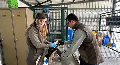 Göç yolculuğunda yaralanan yavru leylek sağlığına kavuştu