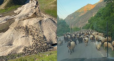 Hakkari'de yayla sezonu gecikmeli başladı
