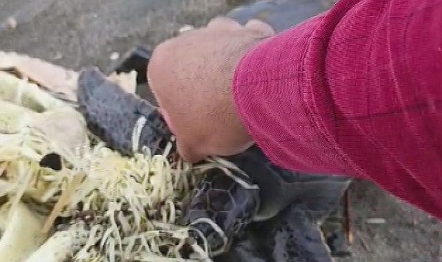 Hatay'da çuvala dolanan yavru deniz kaplumbağası belediye ekiplerinin dikkatiyle kurtuldu