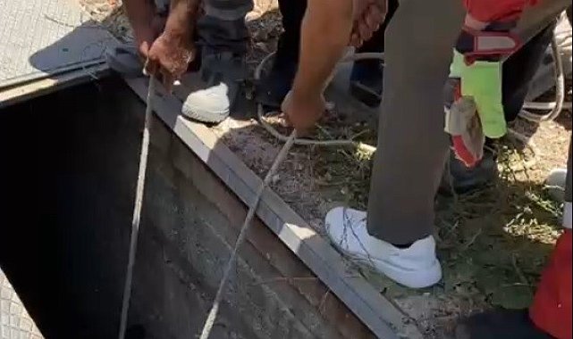 Havalandırma boşluğuna düşen eşek kurtarıldı