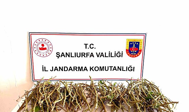 Hırsızlar bu defa fıstık dalı çaldı