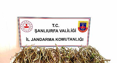 Hırsızlar bu defa fıstık dalı çaldı