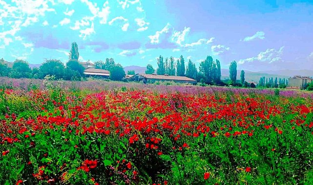 Hisarcık'ta hazeran otu ve gelinciklerin oluşturduğu renk cümbüşü büyülüyor