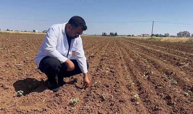 Hububat hasadıyla birlikte pamuk tarlalarını bekleyen tehlike