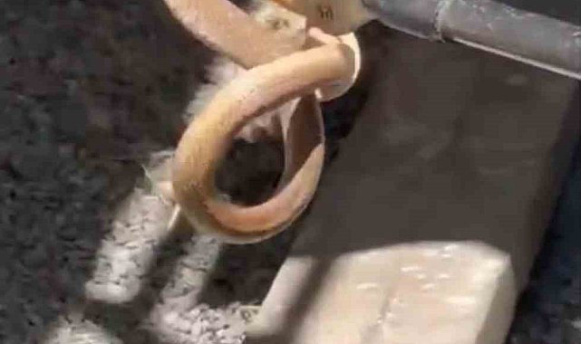 Iğdır'da eve giren yılan paniğe neden oldu
