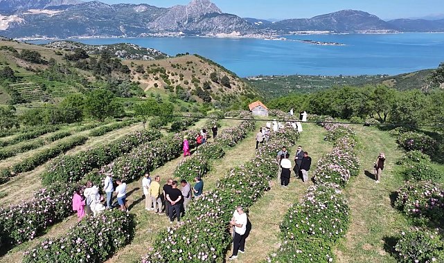 Isparta'da festival coşkusu devam ediyor: Eğirdir Gölü manzarasıyla gül topladılar