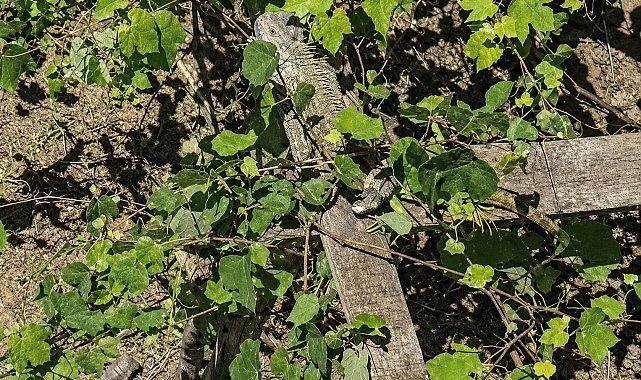 İtfaiyenin iguana mesaisi