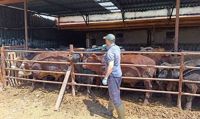 İthal besi hayvanlarına yönelik denetim