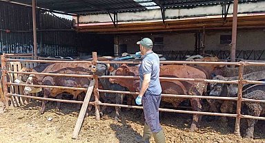 İthal besi hayvanlarına yönelik denetim