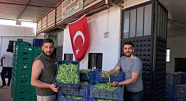 İznik'te Nazende fasulyesinde ilk hasat başladı, üretici fiyatlardan memnun