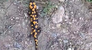 Kahramanmaraş'ta benekli semender görüntülendi