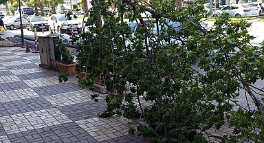 Kahta'da şiddetli rüzgar ağacı devirdi