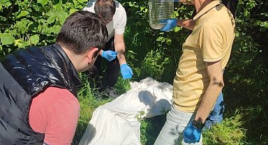 Kahverengi kokarcaya karşı samuray arısı seferberliği