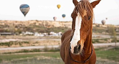 Kapadokya'da 'güzel atlar' görücüye çıkacak