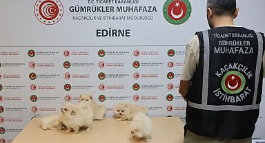 Kapıkule'de kaçakçılık operasyonu... 6 Pomeranian yavrusu ele geçirildi!