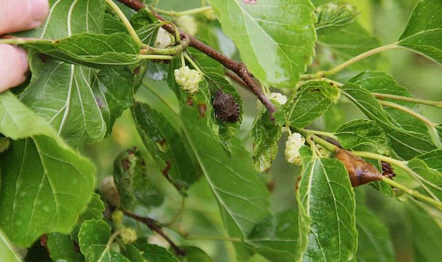 Karadeniz'de istilacı türlerin tarım ürünleri üzerindeki etkileri inceleniyor