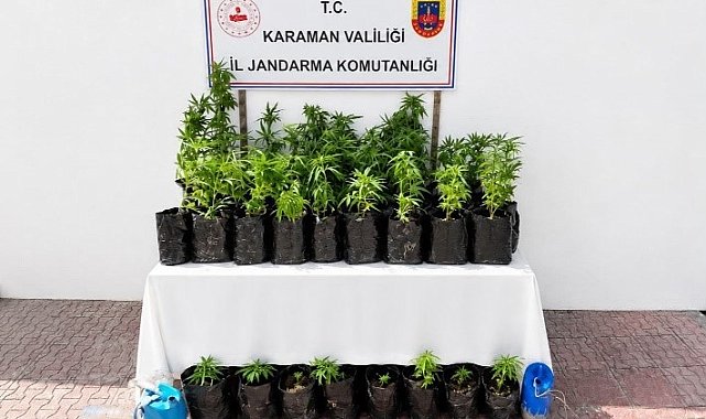 Karaman'da 2 bin 802 kök kenevir ele geçirildi