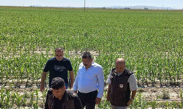 Karapınar'da dolu afetinin etkilediği alanlarda inceleme