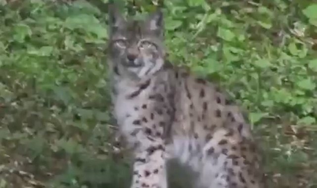 Kastamonu'da vaşak görüntülendi