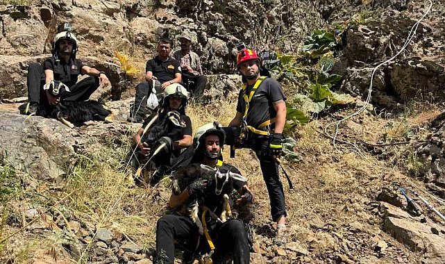 Kayalık alanda mahsur kalan oğlaklar itfaiye ekibince kurtarıldı