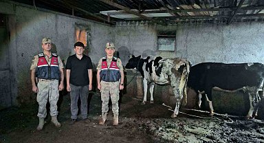 Kayıp büyükbaş hayvanlar jandarma ekiplerince bulundu