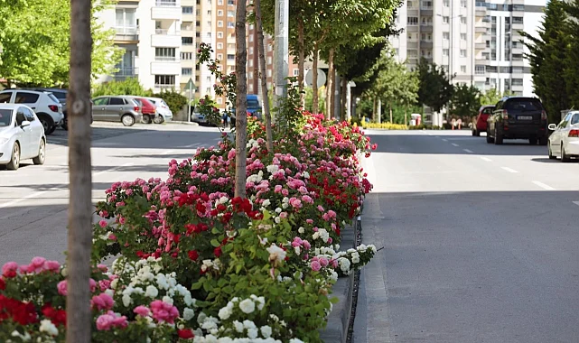 Kayseri Talas'ta çiçek yılında sahne güllerin