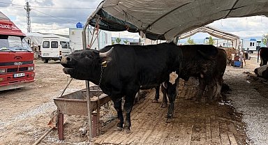 Kayseri'de 53 bin 284 adet kurban kesildi
