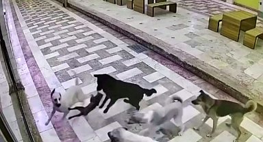 Kedinin tek başına 6 köpekle mücadele ettiği anlar kameraya yansıdı
