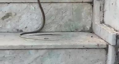 Kedinin yılanla oynadığı anlar cep telefonu kamerasında