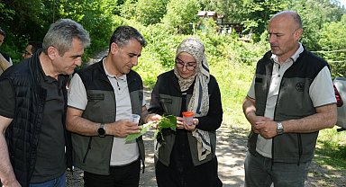 Kestane ormanlarını korumak için 5 bin samuray arısı doğaya salındı