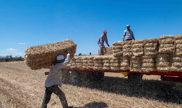 Kırklareli'nde saman balyası mesaisi: Günde 500 balya taşıyorlar