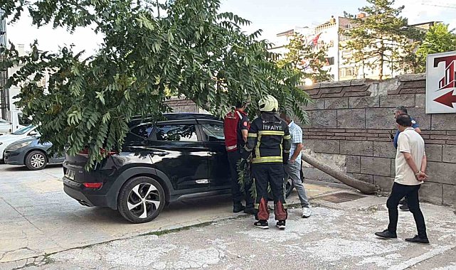 Kökü duvarın altında olan ağaç aracın üzerine devrildi