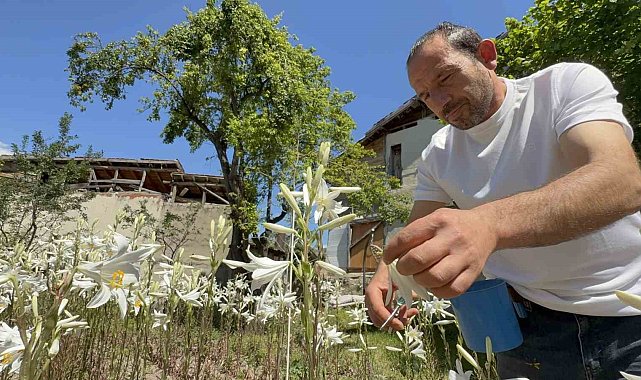 Koruma altında olan akzambaklardan elde edilen yağının litre fiyatı 5 bin Euro'yu aştı