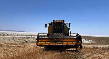 Kulu'da arpa hasadı başladı