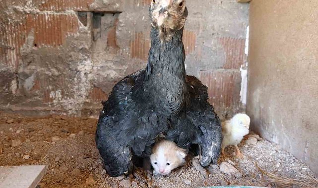 Kümesin davetsiz misafiri yavru kedi anne tavuğun altına sığındı