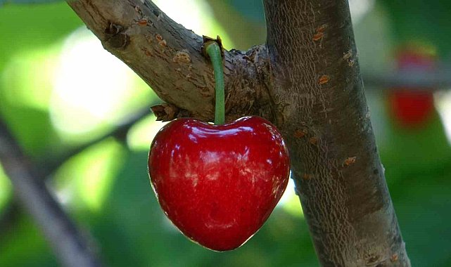 Küslere müjde, 1 hafta sonra kalpli kirazlar kalpleri tamir etmeye geliyor