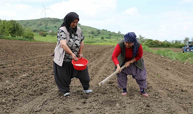 Ladik fasulyesi yeniden toprakla buluştu