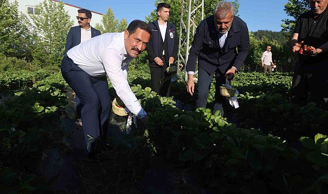 Lezzetiyle damaklarda tat bırakan çilekte 10 bin 900 ton rekolte bekleniyor