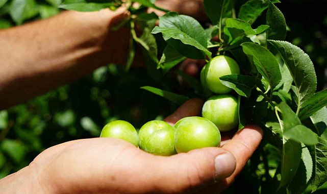 Lezzetiyle ünlü Eşme eriğinde yüksek rekolte fiyatları düşürdü
