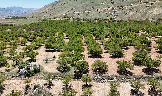 Malatya kayısısı yeniden dünya pazarına hazırlanıyor