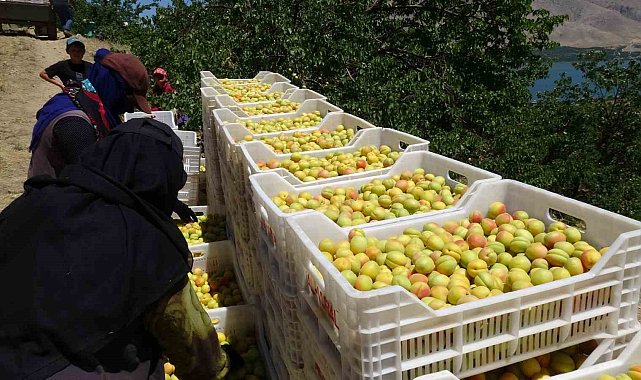 Malatya'da 'sarı altın' hasadı başladı, ilk ürünler Avrupa yolunda
