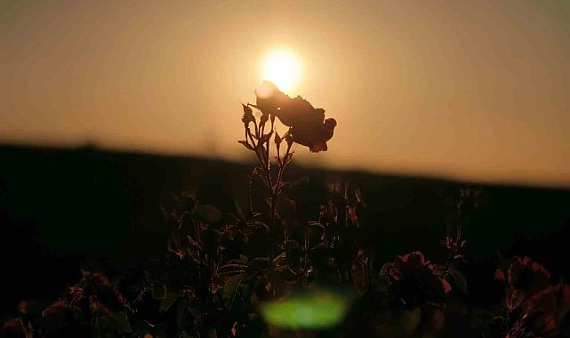 Mardin'de kurduğu gül bahçesiyle bölge kadınlarına istihdam sağladı