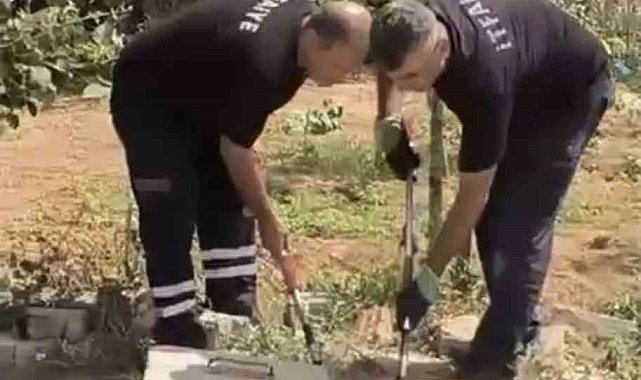 Mardin'de kuyuda görülen yılan doğaya bırakıldı