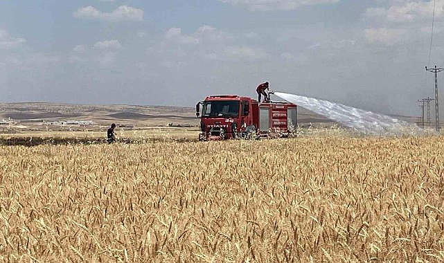 Mardin'de yaklaşık 300 dönüm ekili alan alevlere teslim oldu
