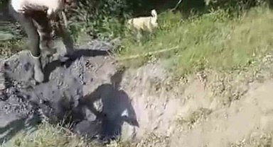 Merada otlayan büyükbaş hayvan define çukuruna düştü