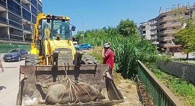 Mudanya Güzelyalı'da derede ölü yabani hayvan bulundu