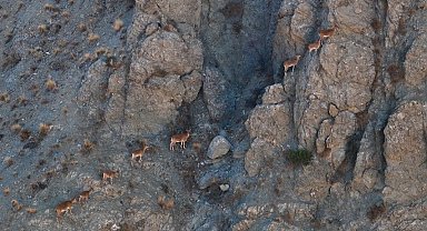 Munzur'un sarp kayalıklarında yaban keçileri görüntülendi