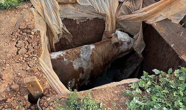 Muş'ta foseptik çukuruna düşen ineği itfaiye ekipleri kurtardı