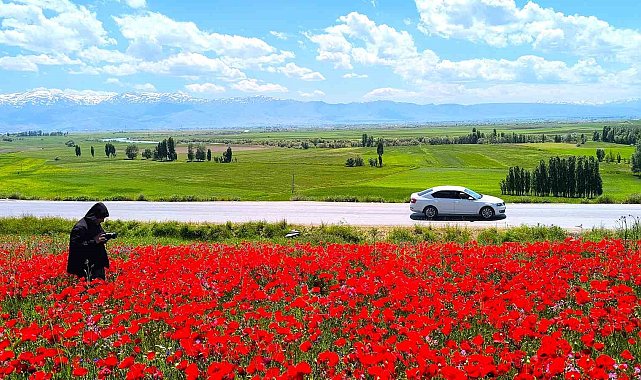 Muş'taki doğal gelincik tarlası vatandaşların ilgi odağı oldu